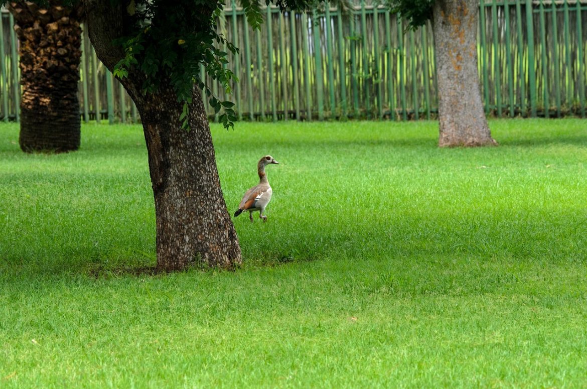 Comment planter un nouvel arbre dans votre jardin?