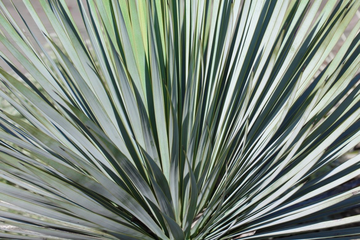 Comment cultiver des plantes de Yucca rostrata dans votre jardin