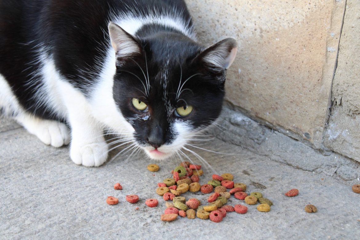 Trouver la meilleure nourriture pour un chat en bonne santé